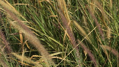 Cenchrus setaceus