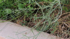 Leptadenia pyrotechnica