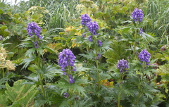 Aconitum maximum