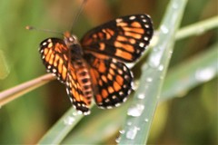 Chlosyne definita