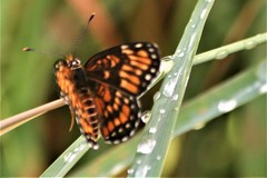 Chlosyne definita