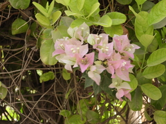 Bougainvillea glabra