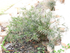 Cyperus alterniflorus
