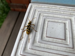 Chlorophorus quinquefasciatus