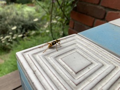 Chlorophorus quinquefasciatus
