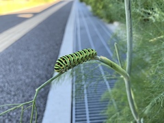 Papilio machaon hippocrates