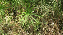 Cyperus alterniflorus