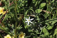 Pauridia serrata albiflora