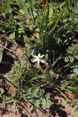 Pauridia serrata albiflora