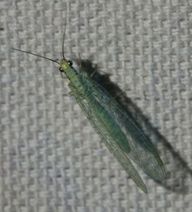 Chrysopa coloradensis