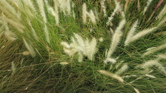 Cenchrus setaceus