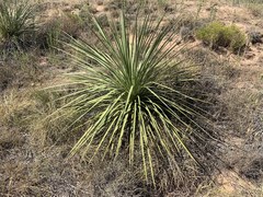 Yucca constricta