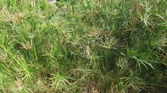 Cyperus alterniflorus