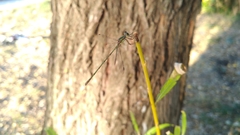 Chalcolestes parvidens