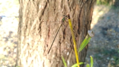 Chalcolestes parvidens