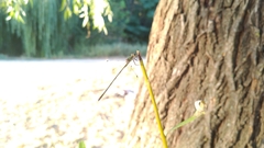 Chalcolestes parvidens