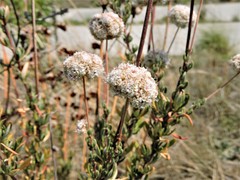 Eriogonum fasciculatum