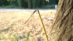 Chalcolestes parvidens