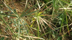 Cyperus alterniflorus