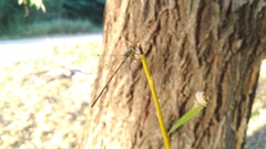 Chalcolestes parvidens