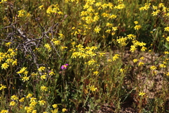Senecio abruptus