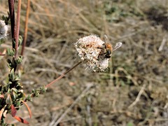 Eriogonum fasciculatum