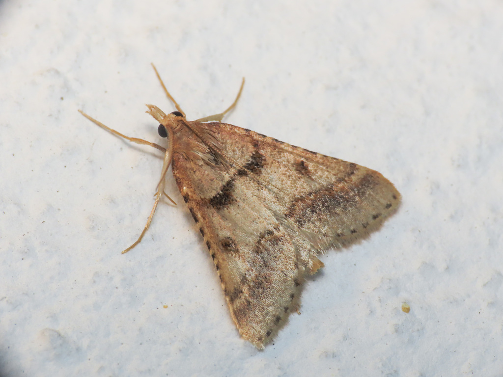 Actenia brunnealis