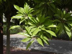 Manilkara zapota