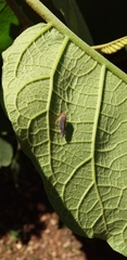 Parathona gratiosa