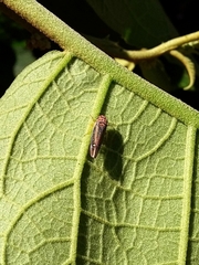 Parathona gratiosa