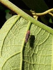 Parathona gratiosa