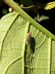 Parathona gratiosa