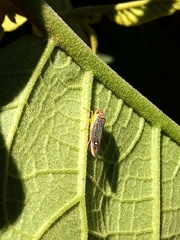 Parathona gratiosa
