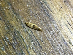 Bucculatrix coronatella