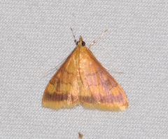 Pyrausta onythesalis