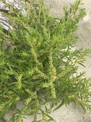 Rumex maritimus