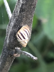 Orthalicidae