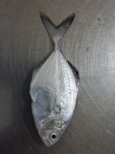 Blackfin jack (Hemicaranx zelotes) — Carangidae
