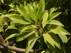 Manilkara zapota