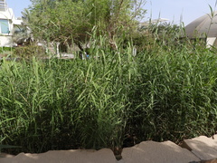Phragmites australis