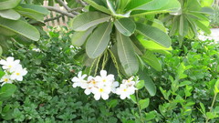 Plumeria obtusa