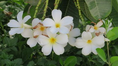 Plumeria obtusa