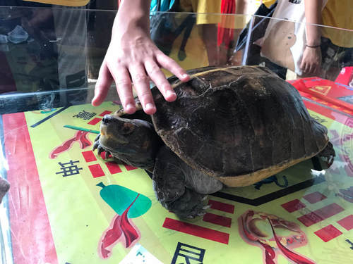 Giant Asian Pond Turtle, Heosemys grandis