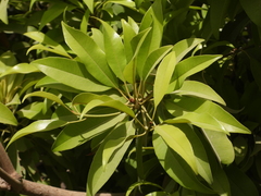 Manilkara zapota