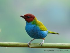 Bay-Headed Tanager photo 3