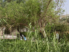 Phragmites australis
