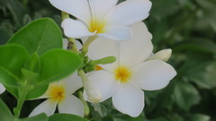 Plumeria obtusa
