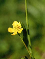 Ranunculus alismifolius alismifolius