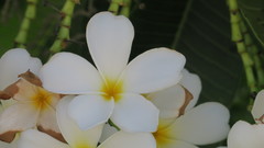 Plumeria obtusa
