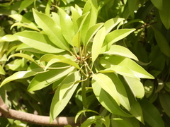 Manilkara zapota